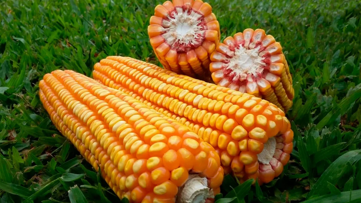 Comando Vermelho em MT: tragédia familiar e boom do milho hoje