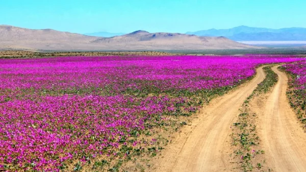 Voos para Deserto de Atacama disparam com florescimento raro hoje