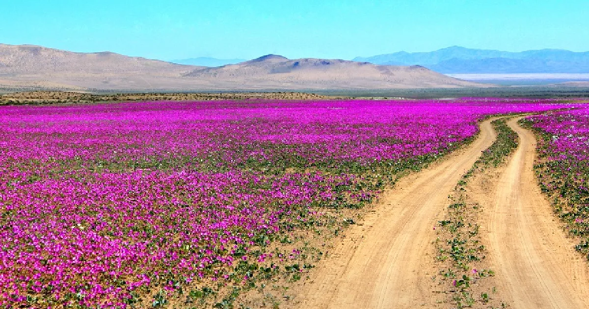 Voos para Deserto de Atacama disparam com florescimento raro hoje