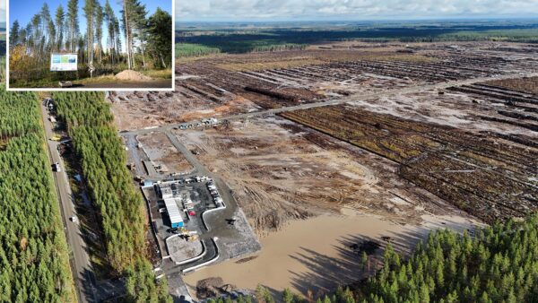 Google derruba 250 mil árvores na Finlândia e obras são suspensas