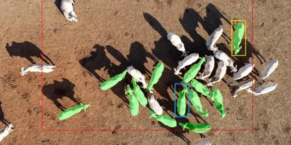Drones e IA definem em tempo real o abate ideal do gado Nelore