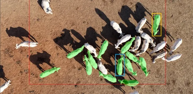 Drones e IA definem em tempo real o abate ideal do gado Nelore