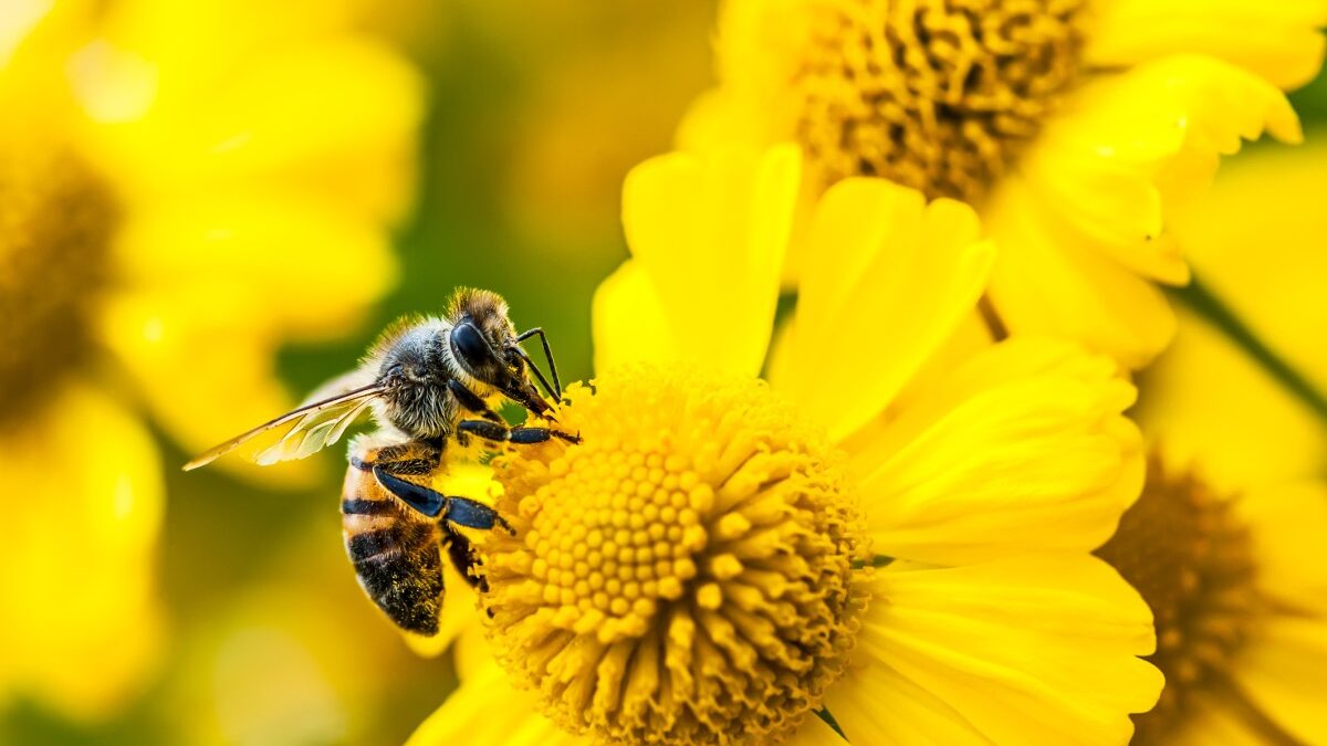 Amazon lança Bee Frontier e Bee Eclipse com IA pessoal