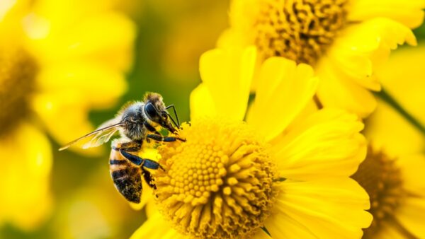 Amazon lança Bee Frontier e Bee Eclipse com IA pessoal