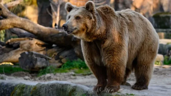 Mulher na Rússia paga R$ 900 por fake de urso criado com IA