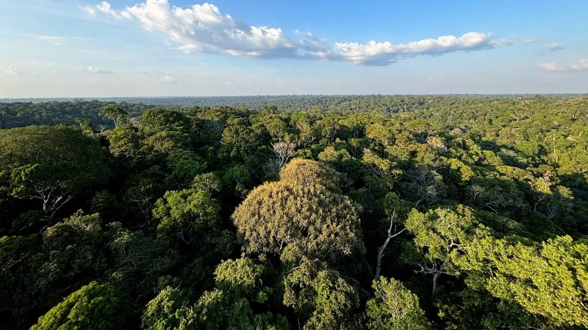Esalq-USP lança IA ética para transformar restauração florestal